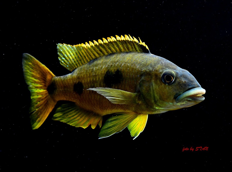Exochochromis anagenys